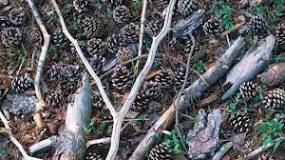 What time of year can you pick pine cones?