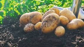 What tools are used to harvest potatoes?