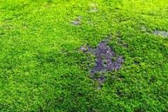 When should I apply moss killer to my lawn?