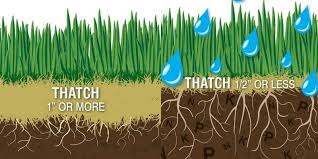 When should you rake thatch?