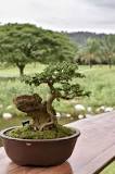 Why are bonsai pots so shallow?