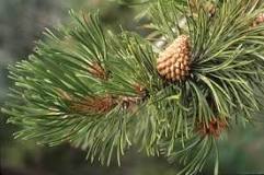 Why are pine needles toxic?