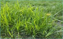 Why does my yard have so much nutsedge?