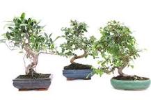 Why should you not keep a bonsai tree inside?