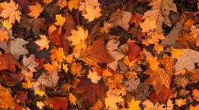 Why you should leave leaves on your lawn?