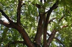 Will anything grow under a black walnut tree?