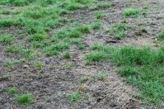 Will dead grass grow back on its own?