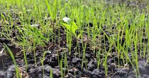 What comes first fertilizer or grass seed?