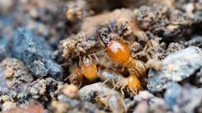 Will pine needles attract termites?