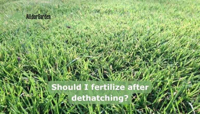 Should I fertilize after dethatching?
