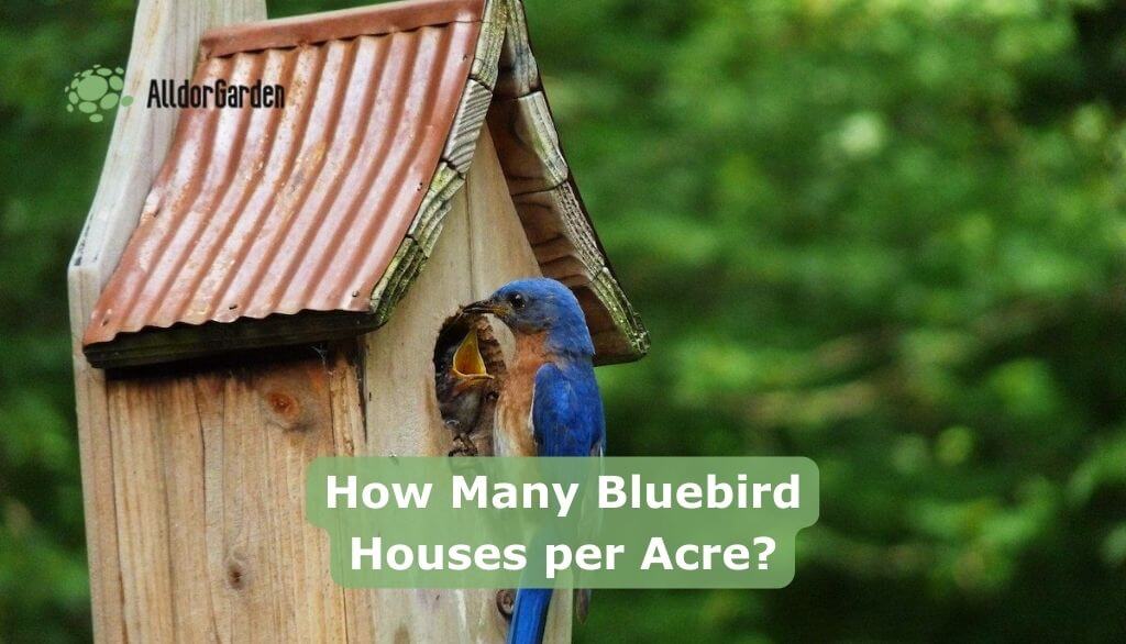 How Many Bluebird Houses per Acre?